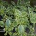 Mesembryanthemum cordifolium `Mezoo`- apteenia