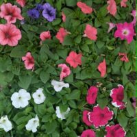 Petuunia mix