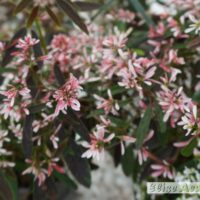 Euphorbia hypericifolia ‘Starblast Pink’-piimalill