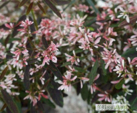 Euphorbia hypericifolia ‘Starblast Pink’-piimalill
