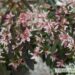 Euphorbia hypericifolia ‘Starblast Pink’-piimalill