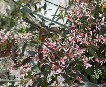 Euphorbia hypericifolia ‘Starblast Pink’-õhuline piimalill2