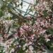 Euphorbia hypericifolia ‘Starblast Pink’-õhuline piimalill2