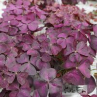 Oxalis triangularis`Burgundy Wine`-jänesekapsas
