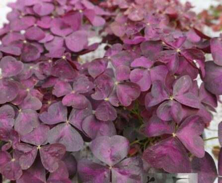 Oxalis triangularis`Burgundy Wine`-jänesekapsas