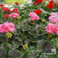 Pelargonium ×hortorum-viirpelargoon mix