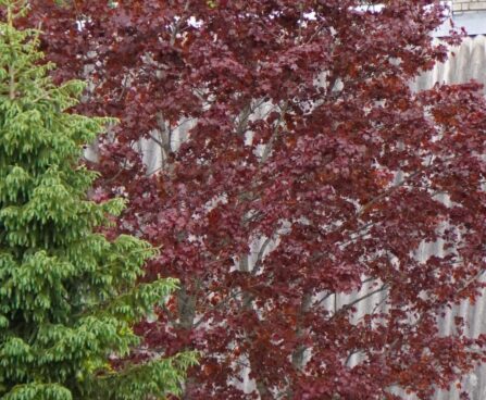 Acer-shwedleri vaher