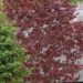 Acer-shwedleri vaher