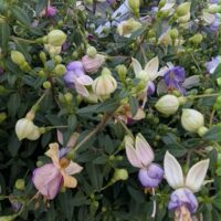 Fuchsia ×hybrida`Bella Fuchsia´