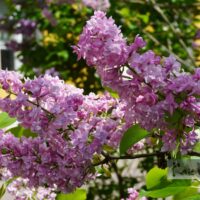 Syringa vulgaris 'Silvi Vrait' - harilik sirel