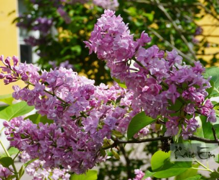 Syringa vulgaris 'Silvi Vrait' - harilik sirel
