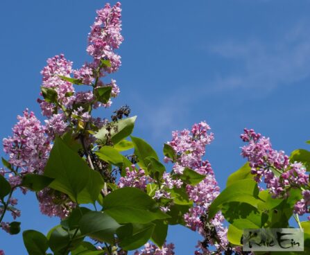 Syringa vulgaris 'Silvi Vrait' - harilik sirel 2