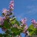 Syringa vulgaris 'Silvi Vrait' - harilik sirel 2