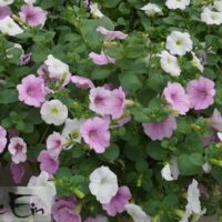 Kaireti aiailusurfiiniad Sweet Pink ja Snow