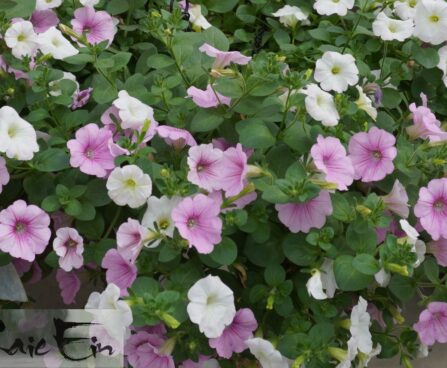 Kaireti aiailusurfiiniad Sweet Pink ja Snow