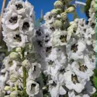 Delphinium `Pacific Giant` mix-kukekannus
