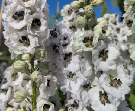 Delphinium `Pacific Giant` mix-kukekannus