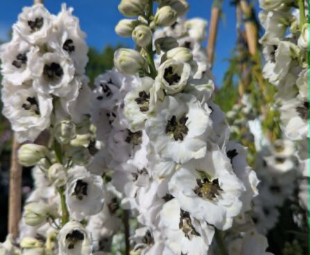 Delphinium `Pacific Giant` mix-kukekannus2