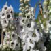 Delphinium `Pacific Giant` mix-kukekannus2