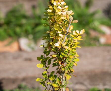 1989_9783_Berberis_thunbergii_Golden_Rocket_thunbergi_kukerpuu.jpg