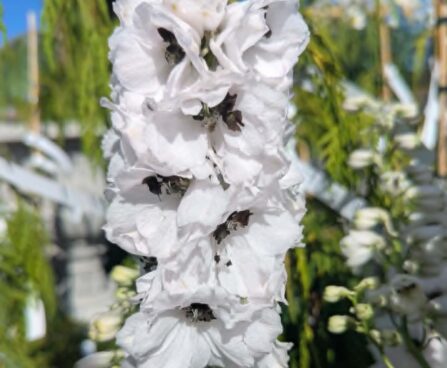Delphinium `Pacific Giant` mix-kukekannus3