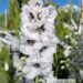 Delphinium `Pacific Giant` mix-kukekannus3
