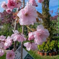 Prunus serrulata `Kanzan` -kirsipuu, peensaagjas
