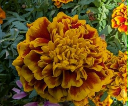 Tagetes patula `Mix`-peiulill