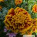 Tagetes patula `Mix`-peiulill