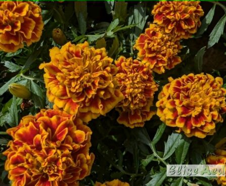 Tagetes patula `Mix`-peiulill2