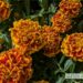 Tagetes patula `Mix`-peiulill2