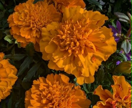 Tagetes patula `Mix`-peiulill3
