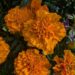 Tagetes patula `Mix`-peiulill3