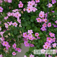 Sutera cordata `Pink Falls`-südajas suutera
