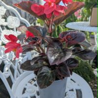 Begonia semperflorens -alatiõitsev begoonia