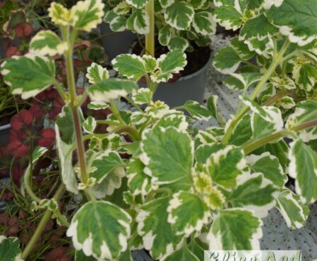 ilunõges `Variegatus`