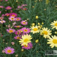 Osteospermum fruticosum Mixkuldkakar-põõsas1