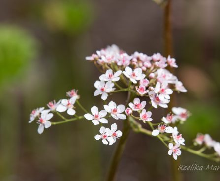 1993_8500_Darmera_peltata_.JPG