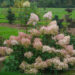 2031_7408_Hydrangea_paniculata_Phantom.JPG