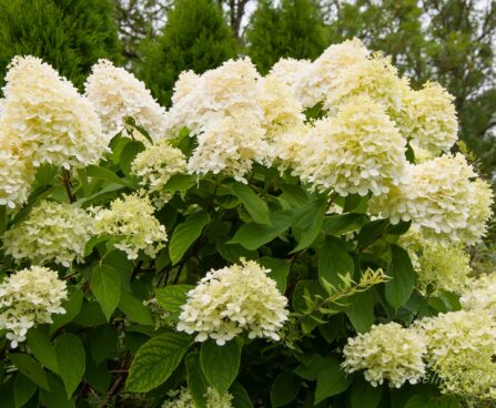 2031_8139_Hydrangea_paniculata_.JPG