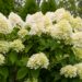 2031_8139_Hydrangea_paniculata_.JPG