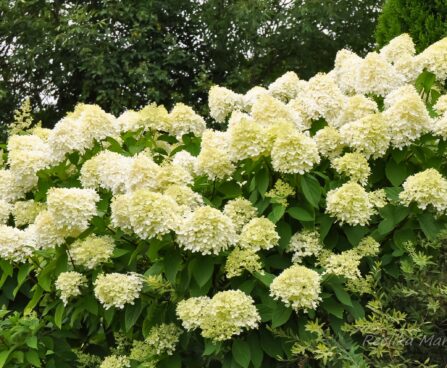 2031_8140_Hydrangea_paniculata__2.JPG