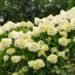 2031_8140_Hydrangea_paniculata__2.JPG