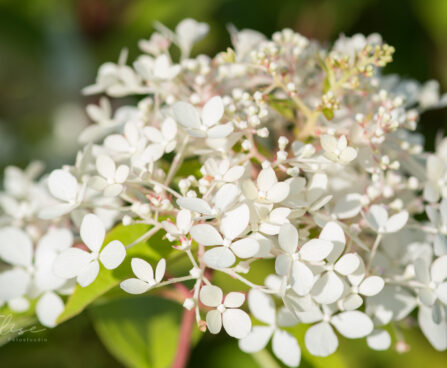 2031_9141_Hydrangea_paniculata_Phantom__2.JPG