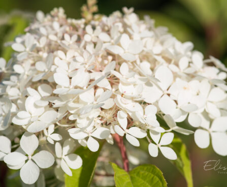 2031_9142_Hydrangea_paniculata_Phantom__3.JPG