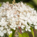 2031_9142_Hydrangea_paniculata_Phantom__3.JPG