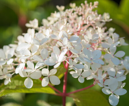 2031_9143_Hydrangea_paniculata_Phantom_.JPG