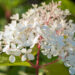 2031_9143_Hydrangea_paniculata_Phantom_.JPG