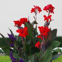 Canna × generalis `Bronze Scarlet`kanna2