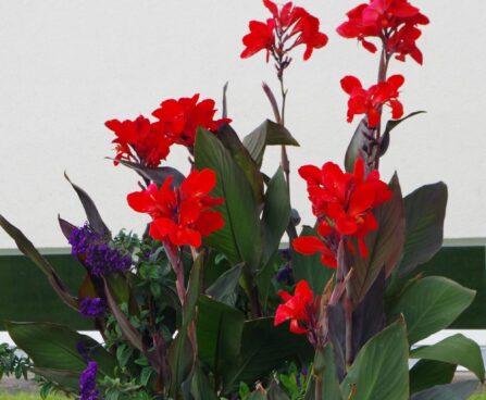 Canna × generalis `Bronze Scarlet`kanna2